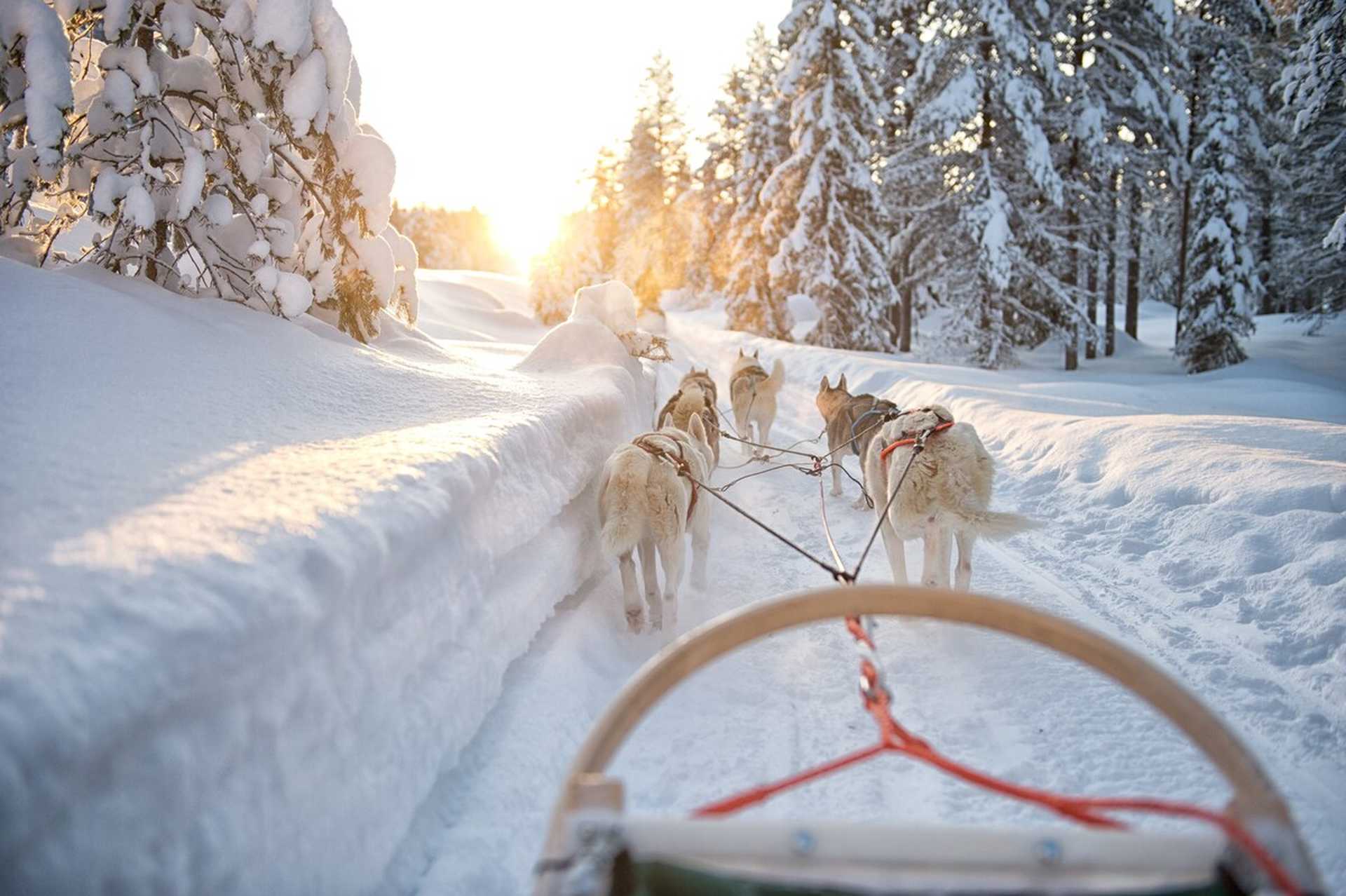 dog_sled
